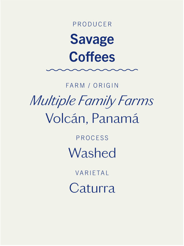 Savage Coffees Caturra Washed
