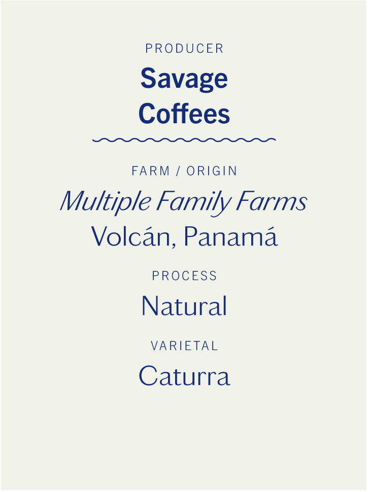 Savage Coffees Caturra Natural